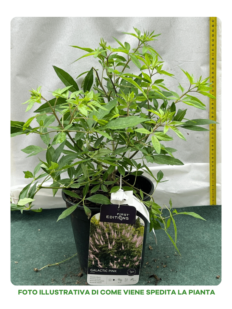 VITEX AGNUS CASTUS GALACTIC PINK VASO DA 18CM
