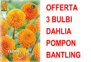 OFFERTA 3 BULBI DAHLIA POMPON BANTLING