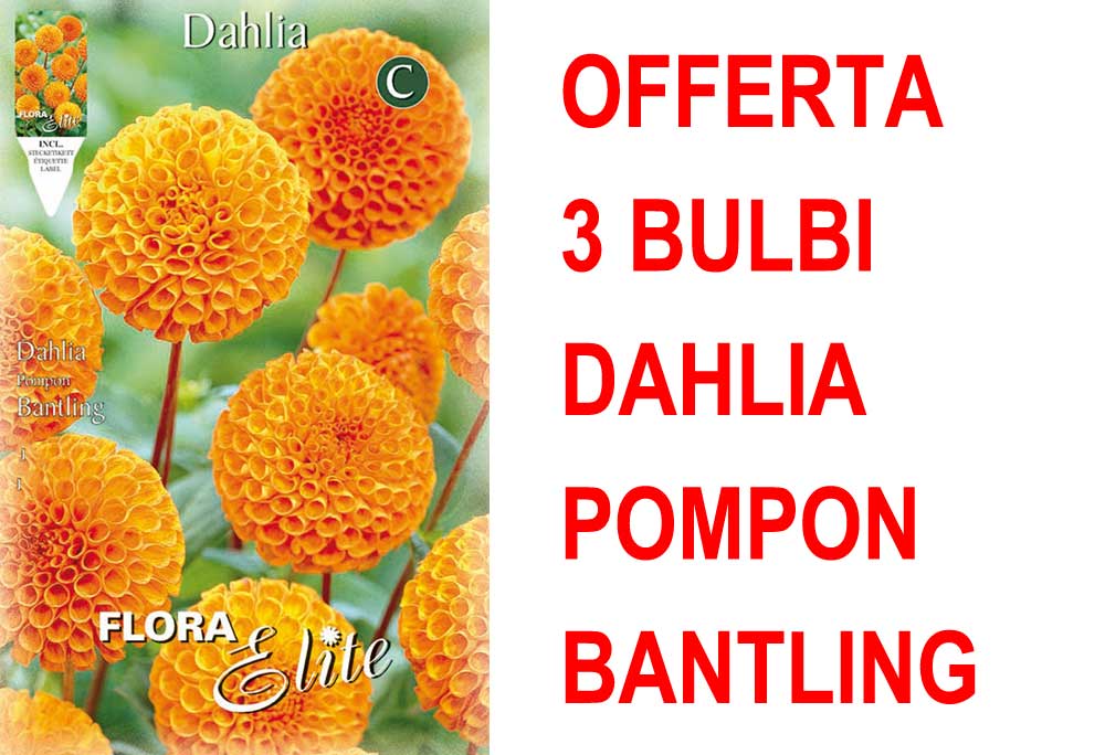 OFFERTA 3 BULBI DAHLIA POMPON BANTLING