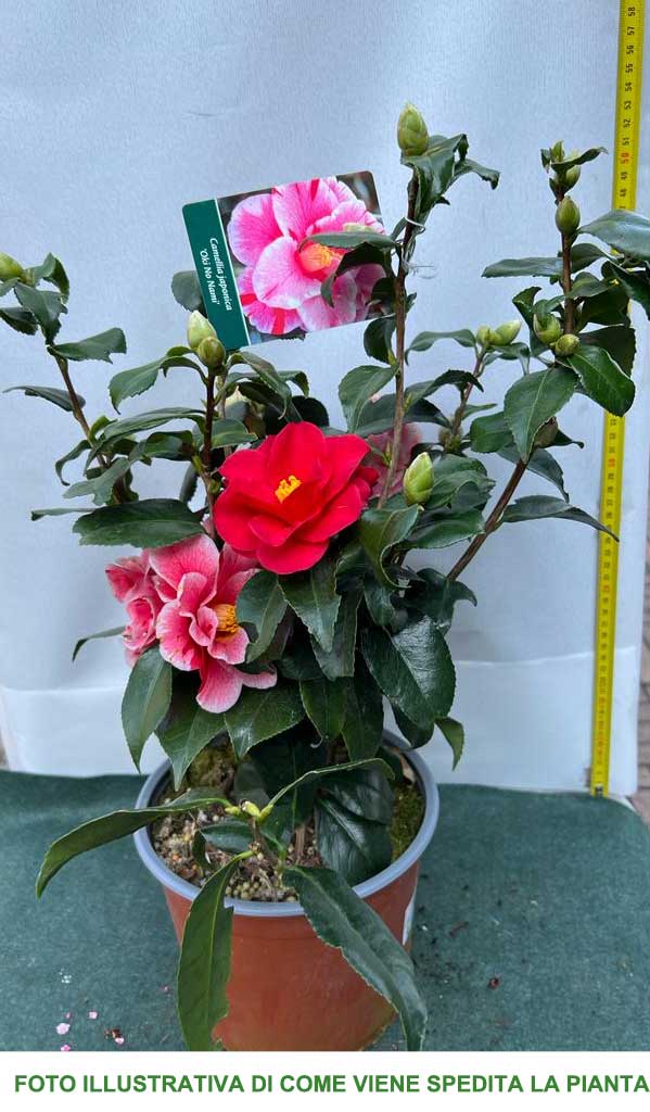 CAMELIA JAPONICA OKI NO NAMI VASO 19CM