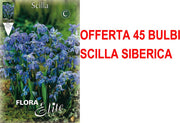 OFFERTA 45 BULBI SCILLA SIBERICA