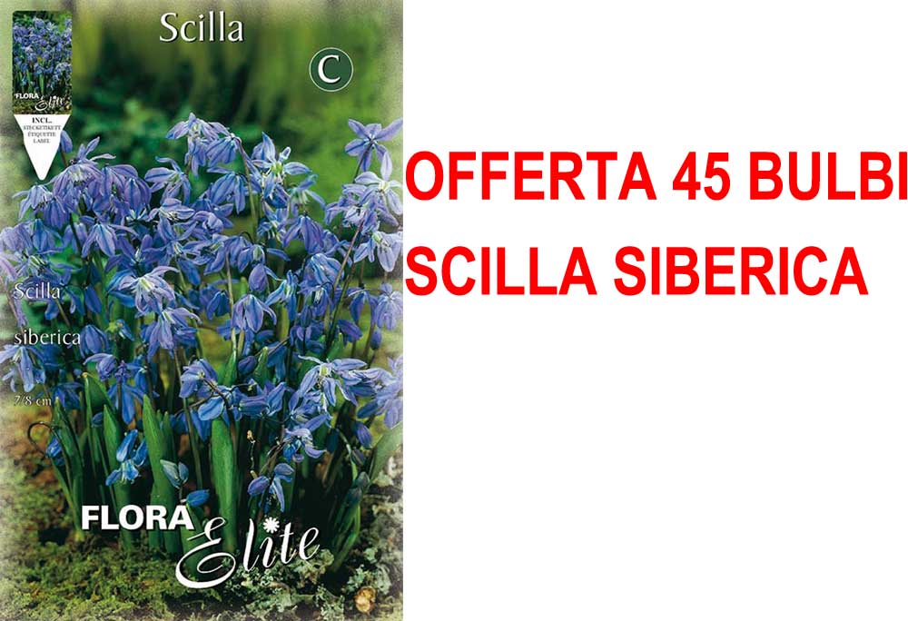 OFFERTA 45 BULBI SCILLA SIBERICA