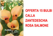 OFFERTA 15 BULBI CALLA ZANTEDESCHIA ROSA SALMONE