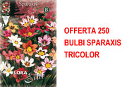 OFFERTA 250 BULBI SPARAXIS TRICOLOR