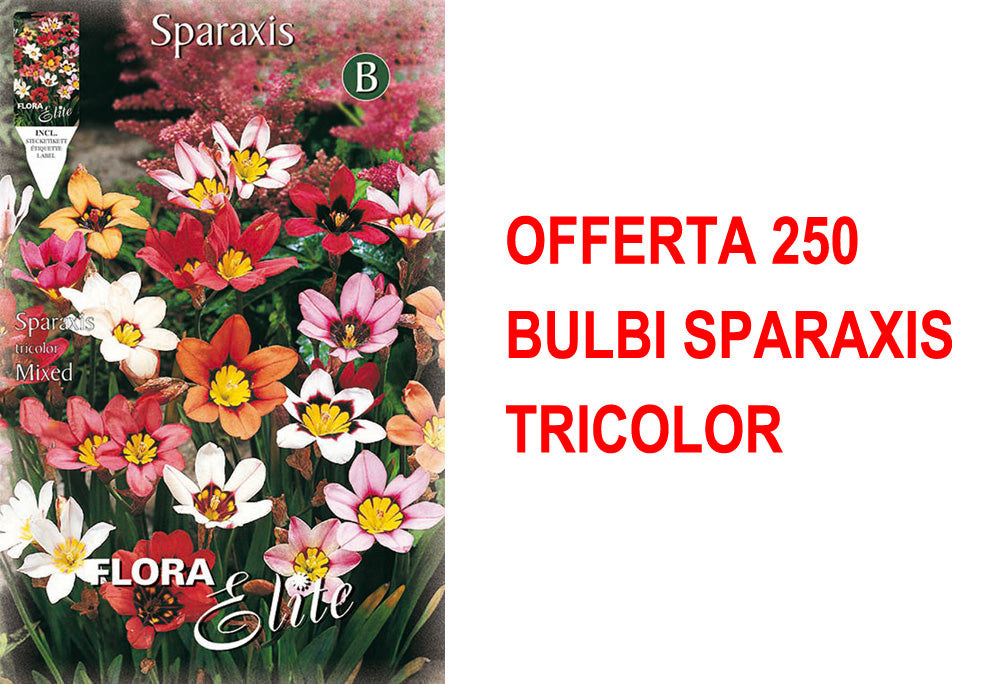 OFFERTA 250 BULBI SPARAXIS TRICOLOR