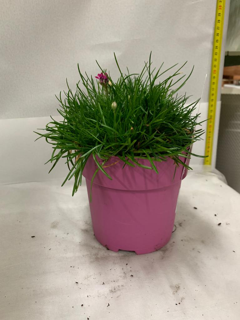 ARMERIA MARITTIMA ARMANDA ROSA/BIANCO VASO 15CM