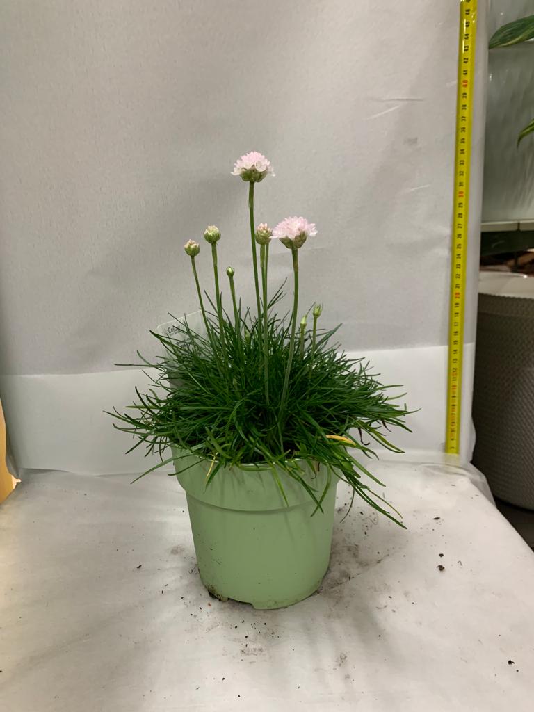 ARMERIA MARITTIMA ARMANDA ROSA/BIANCO VASO 15CM