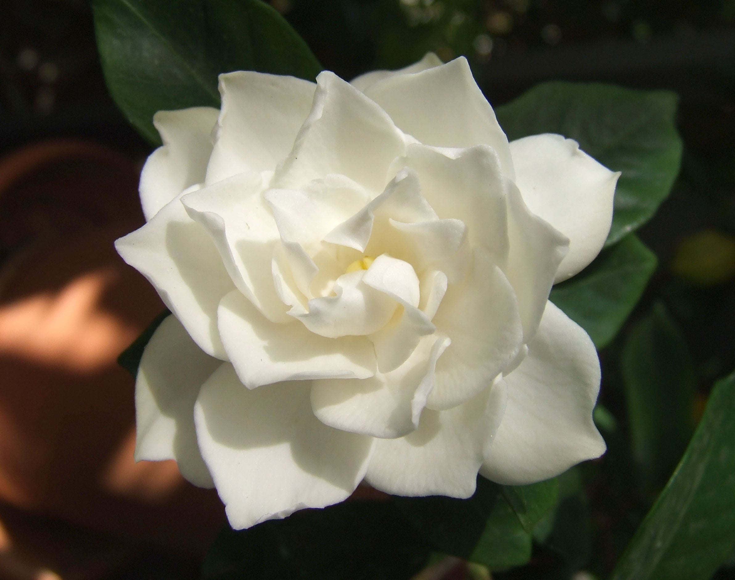 GARDENIA VASO 14CM