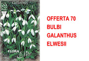 OFFERTA 70 BULBI GALANTHUS ELWESII