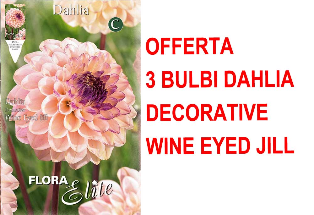 OFFERTA 3 BULBI DI DAHLIA DECORATIVE WINE EYED JILL