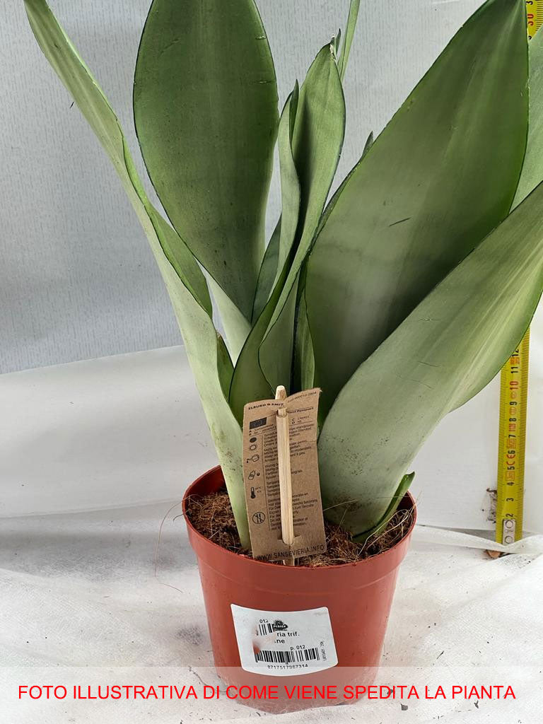 SANSEVIERIA MOON SHINE IN VASO 12CM