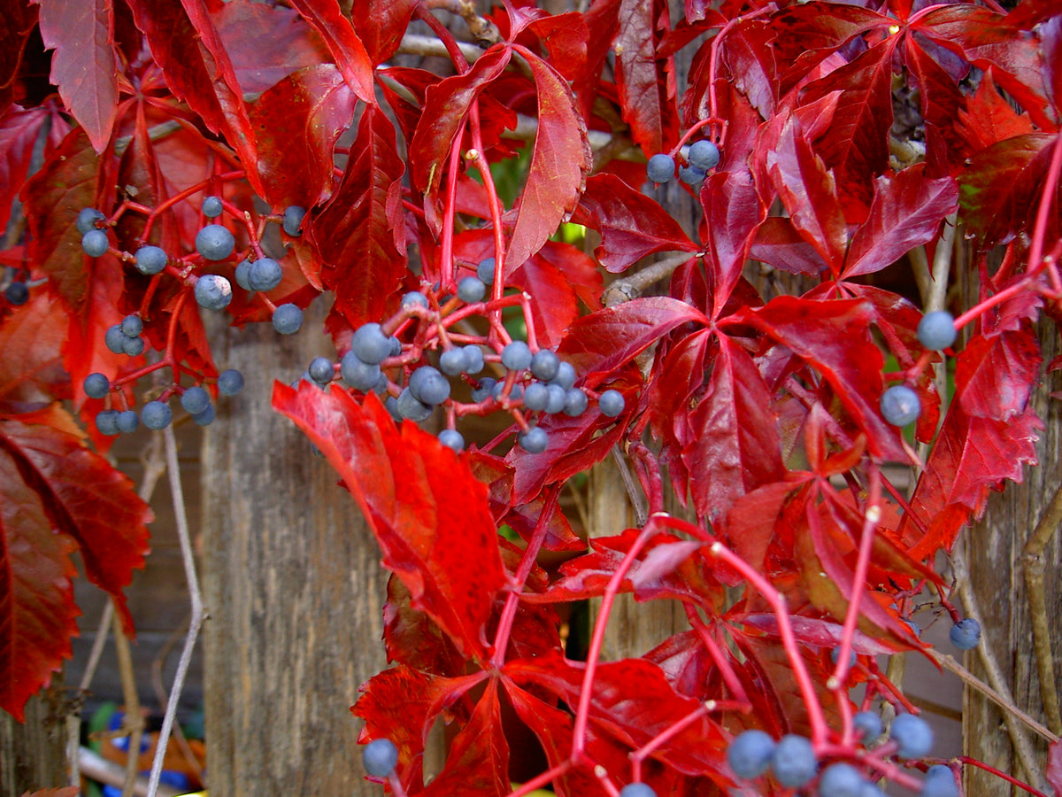 PARTHENOCISSUS QUINQUEFOLIA ENGELMANNII VASO 16CM