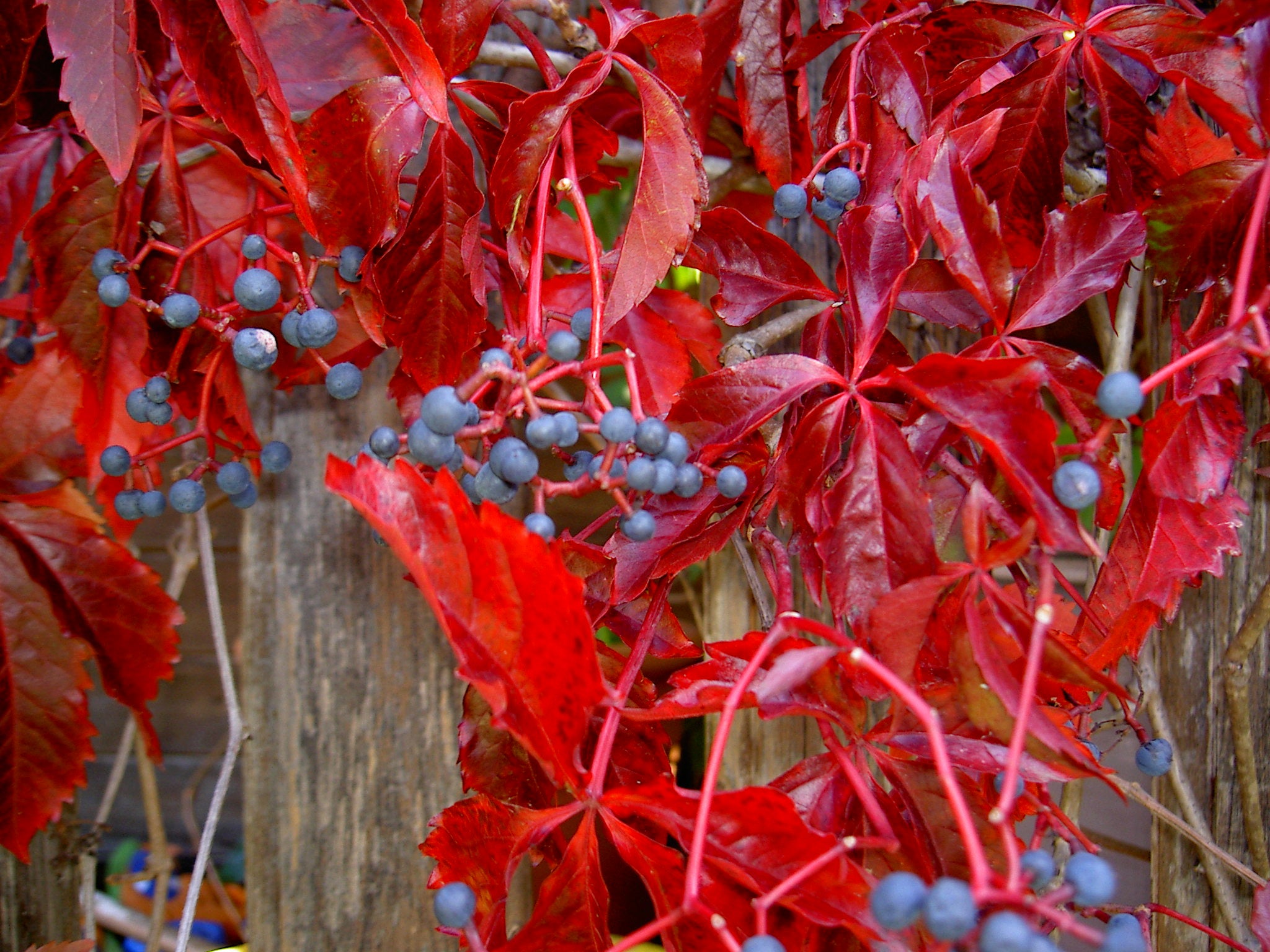 PARTHENOCISSUS ENGELMANNII VASO 18CM