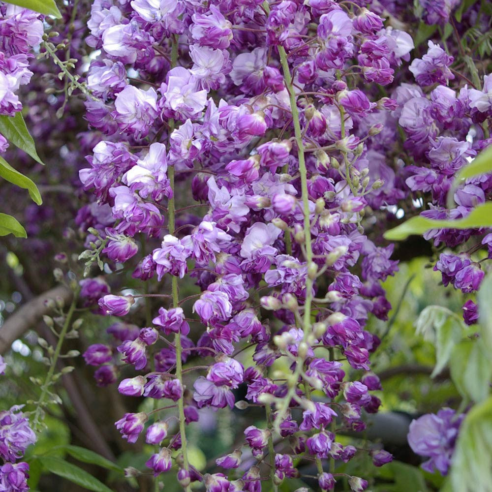 GLICINE WISTERIA BLACK DRAGON VIOLACEA PLENA VASO 18CM
