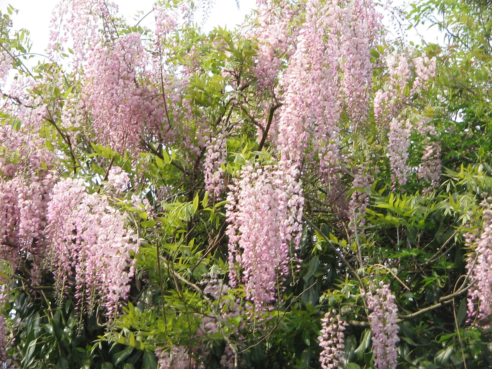 GLICINE WISTERIA FLORIBUNDA ROSEA VASO 16CM