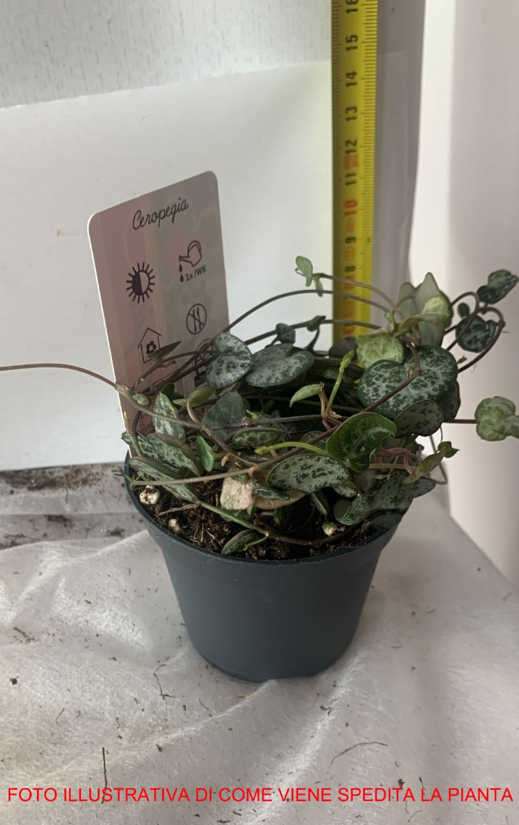 CEROPEGIA WOODII IN VASO 8CM