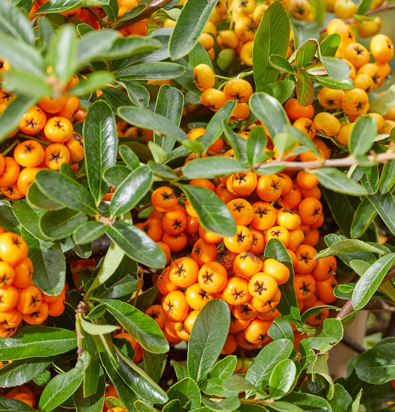 PYRACANTHA COCCINEA SUNNY STAR VASO 15CM