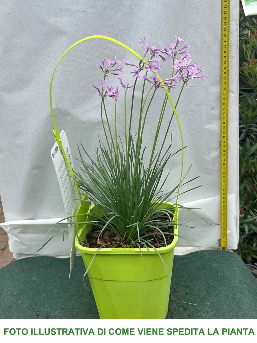 TULBAGHIA VIOLACEA DARK STAR IN VASO 19CM
