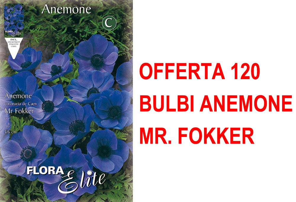 OFFERTA 120 BULBI ANEMONE CORONARIA MR. FOKKER