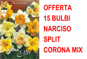 OFFERTA 15 BULBI NARCISO SPLIT CORONA MIX DI COLORI