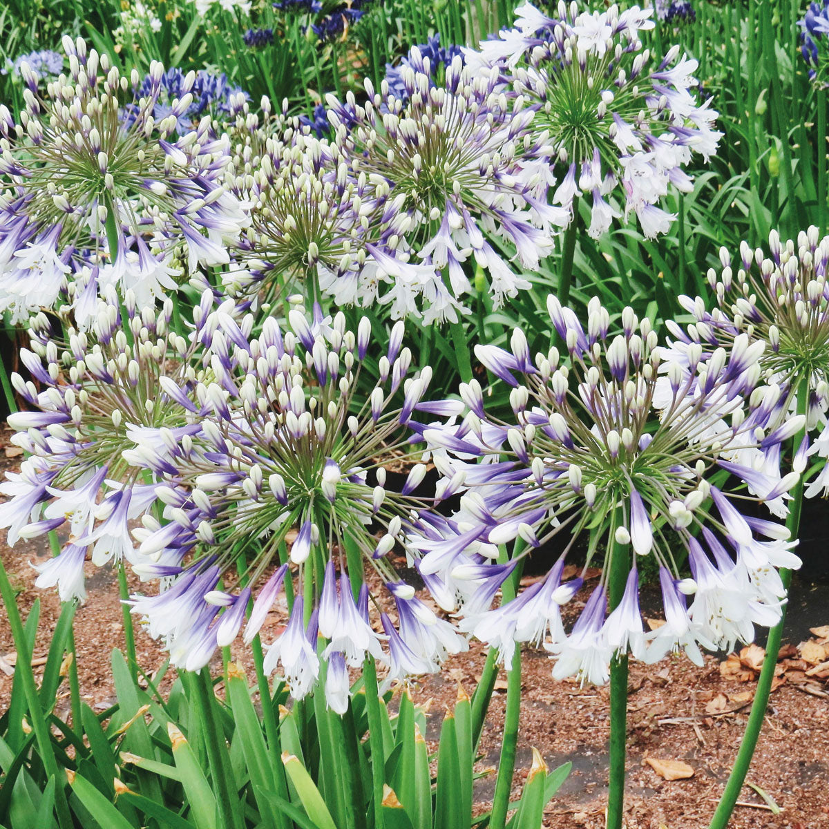 AGAPANTHUS FIREWORKS VASO 18CM