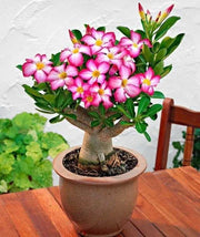 ADENIUM BAOBAB VASO 15CM