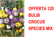 OFFERTA 120 BULBI CROCUS SPECIES MIX DI COLORI