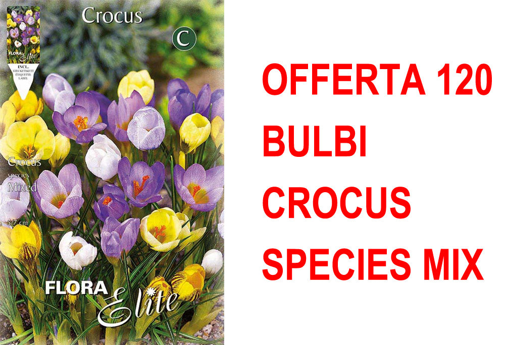 OFFERTA 120 BULBI CROCUS SPECIES MIX DI COLORI