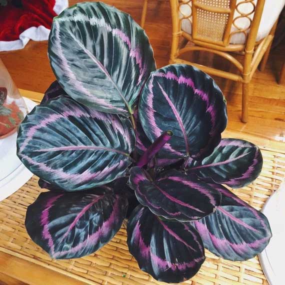 CALATHEA DOTTIE IN VASO 14CM