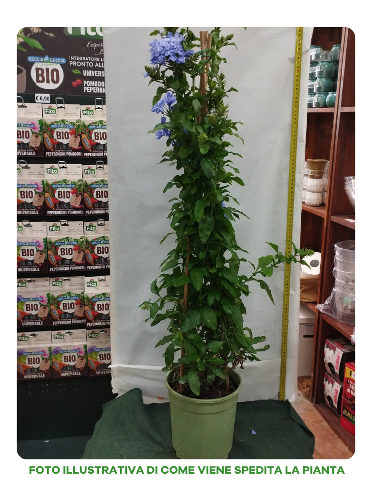 PLUMBAGO VASO PIRAMIDE 19CM