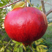 FRUTTI MELOGRANO WONDERFULL IN VASO 20CM
