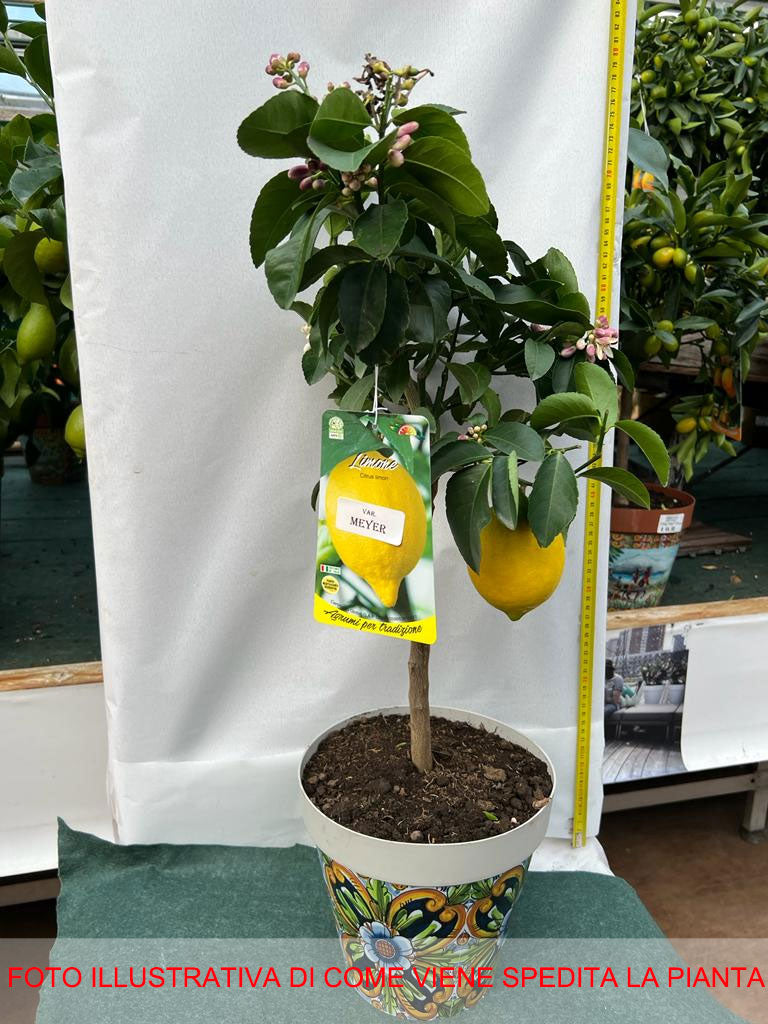 LIMONE MEYER CITRUS MEYERI IN VASO DECORATO 22CM