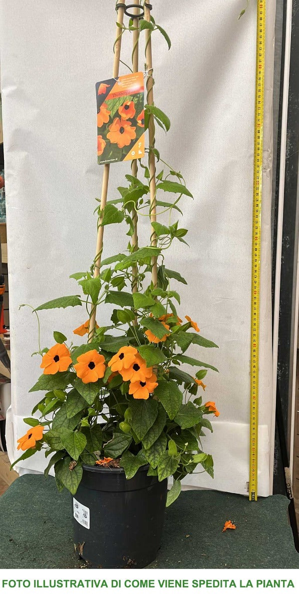 THUNBERGIA ALATA ORANGE IN VASO 19CM