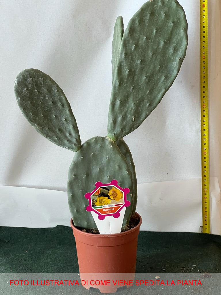 FICO D'INDIA OPUNTIA INDICA VASO 14CM