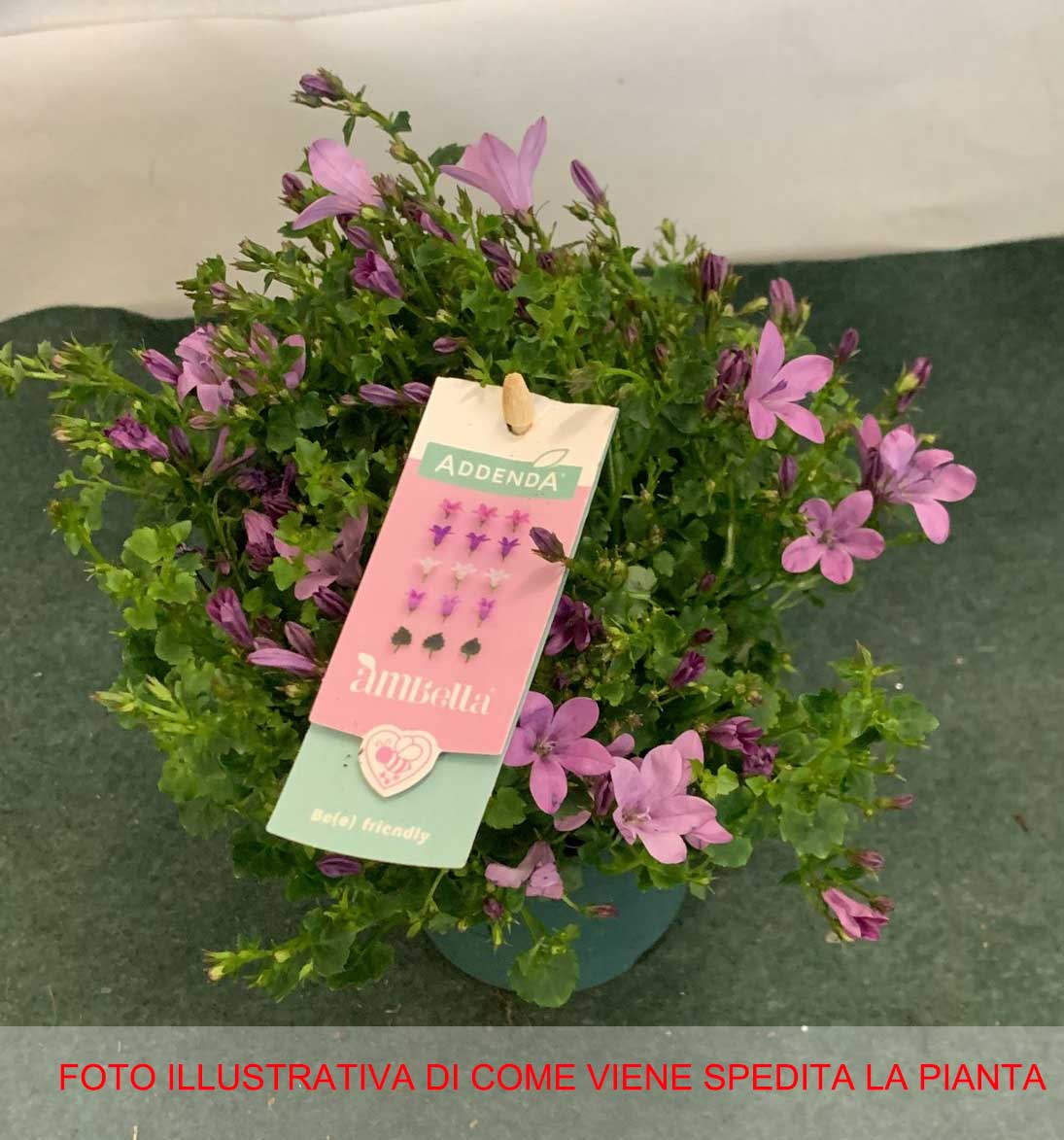 CAMPANULA AMBELLA ROSA VASO 10CM