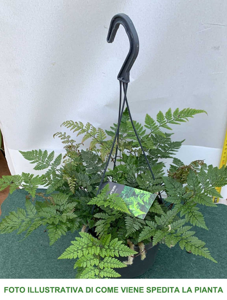 HUMATA TYERMANNII FELCE VASO 17CM