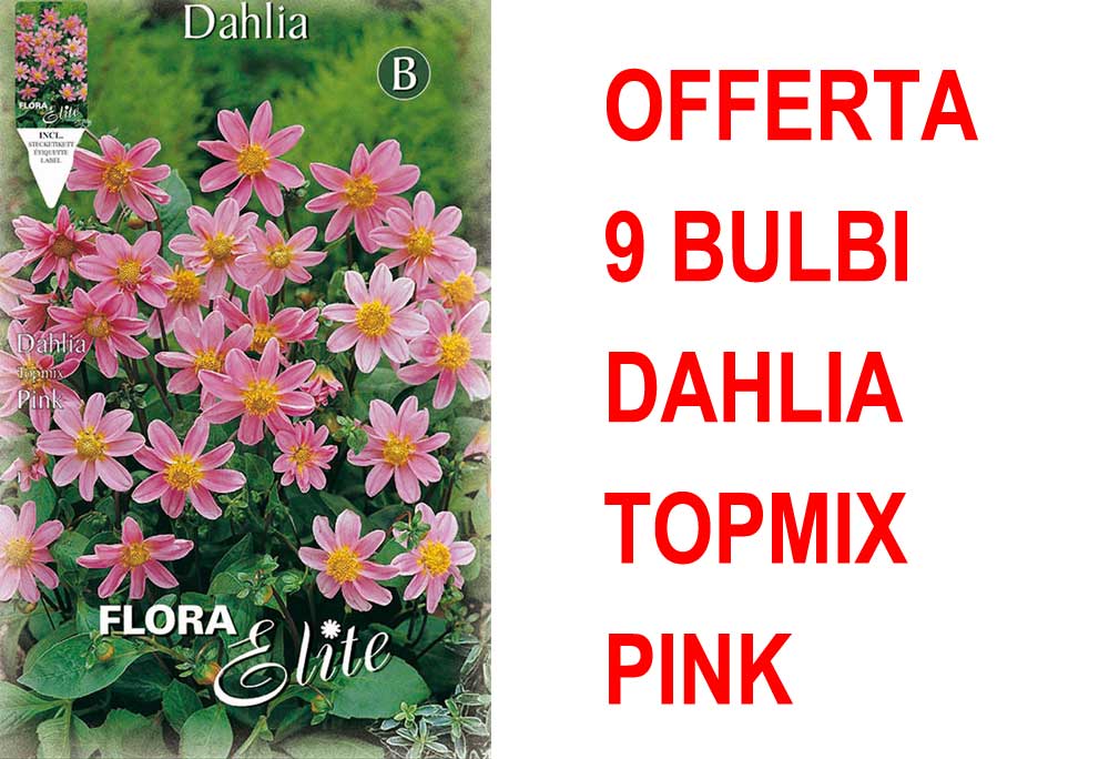 OFFERTA 9 BULBI DAHLIA TOPMIX ROSA