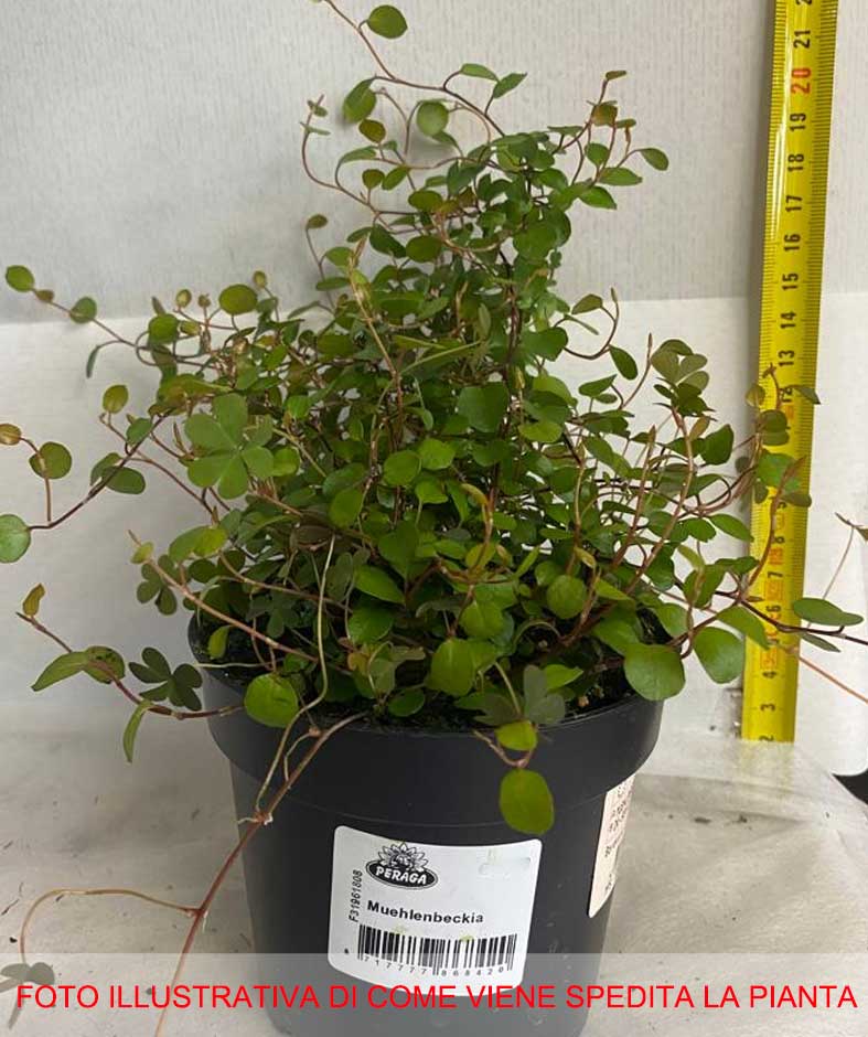 MUEHLENBECKIA COMPLEXA MAORI IN VASO 11CM