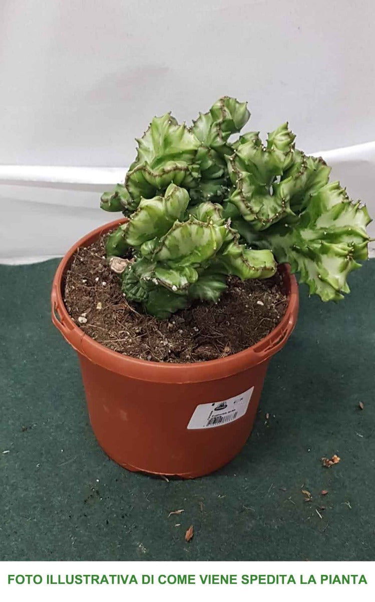 EUPHORBIA LACTEA CRESTATA VASO 18CM