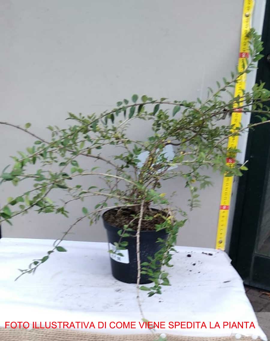 LONICERA MAIGRUN' VASO 14CM