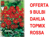 OFFERTA 9 BULBI DAHLIA TOPMIX ROSSA