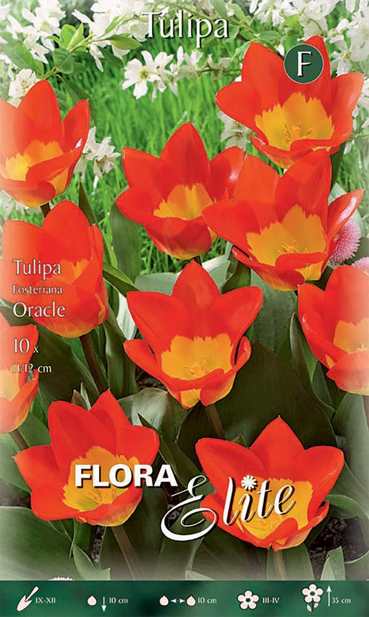 TULIPANO FOSTERIANA ORACLE (CONFEZIONE DA 10 BULBI)
