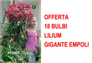 OFFERTA 18 BULBI LILIUM GIGANTE EMPOLI