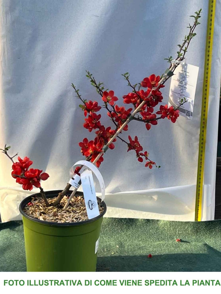 CHAENOMELES SUPERBA ORANGE BEAUTY COTOGNO GIAPPONESE VASO 18CM
