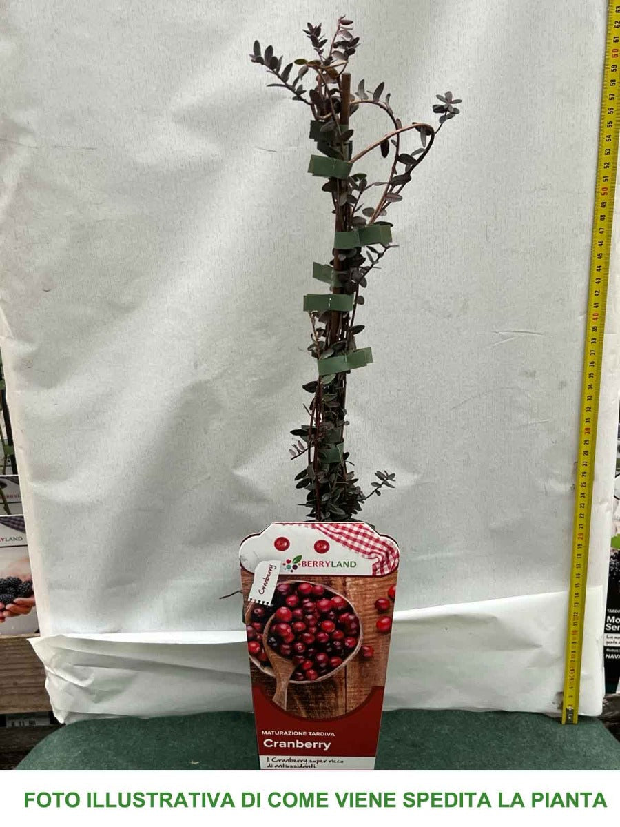 MIRTILLO AMERICANO CRANBERRY VASO 2 LITRI