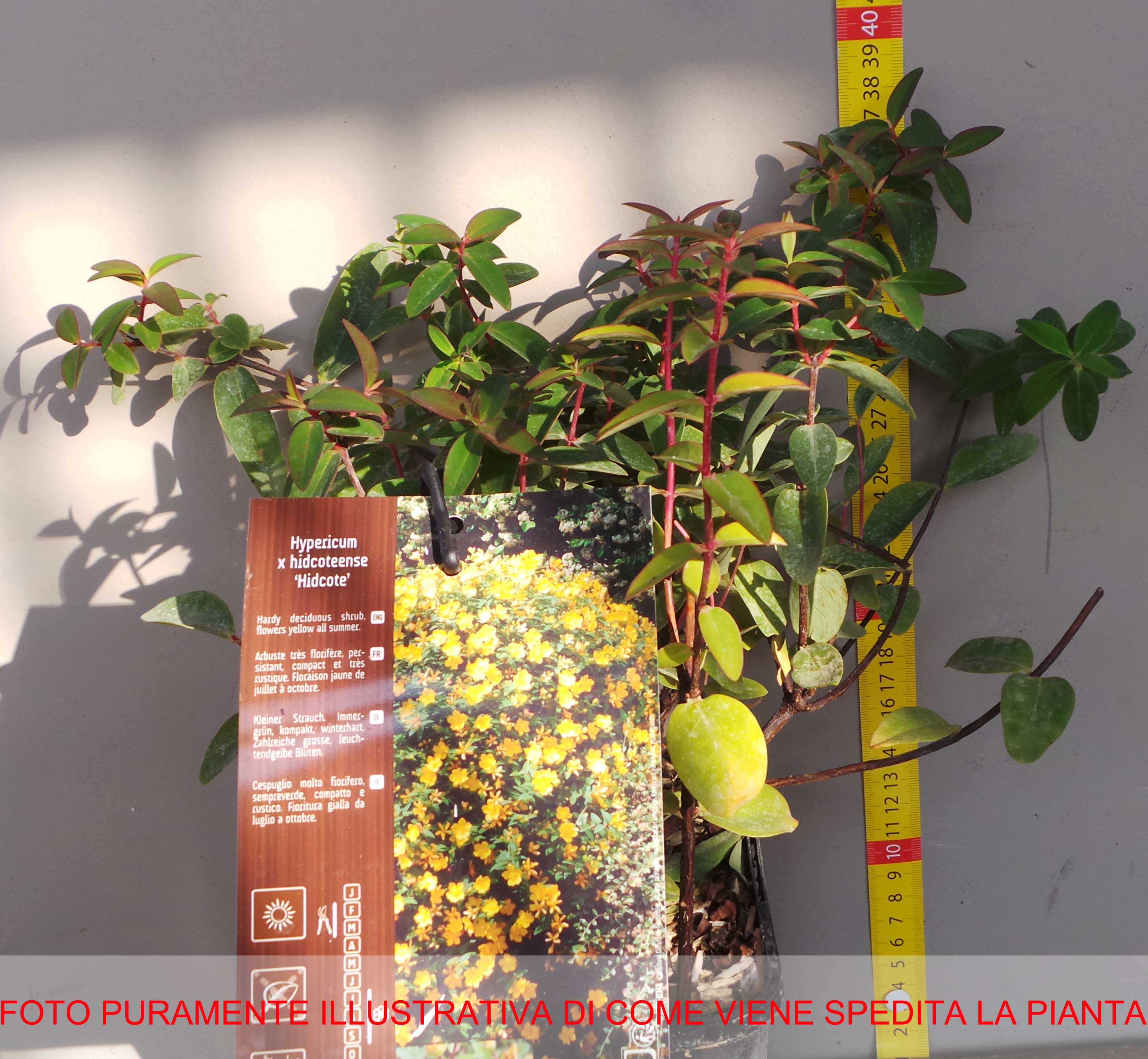 HYPERICUM IPERICO HIDCOTE IN VASO 14CM
