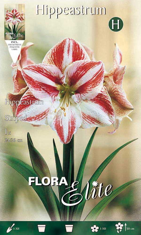 AMARYLLIS STRIATO ROSSO E BIANCO (CONFEZIONE DA 1 BULBO)