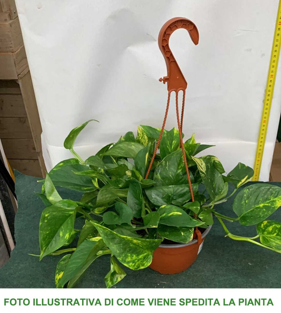 POTHOS AUREA VASO 17CM