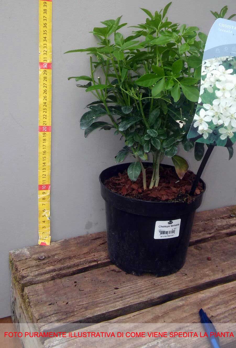 CHOISYA TERNATA VASO 17CM