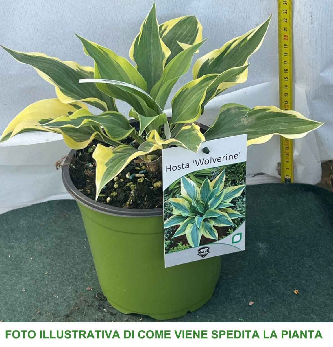 HOSTA VOLVERINE IN VASO 17CM
